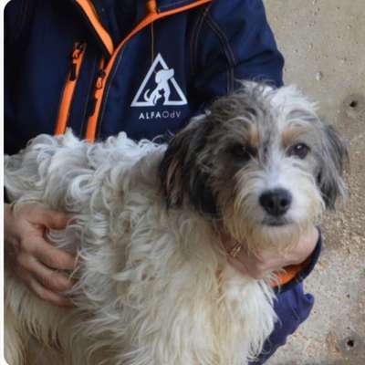 Tierschutzhunde suchen ein Zuhause-Beitrag-Bild