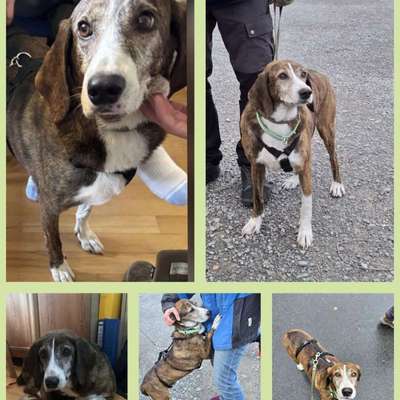 Tierschutzhunde suchen ein Zuhause-Beitrag-Bild