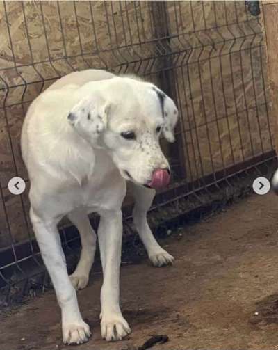 Tierschutzhunde suchen ein Zuhause-Beitrag-Bild