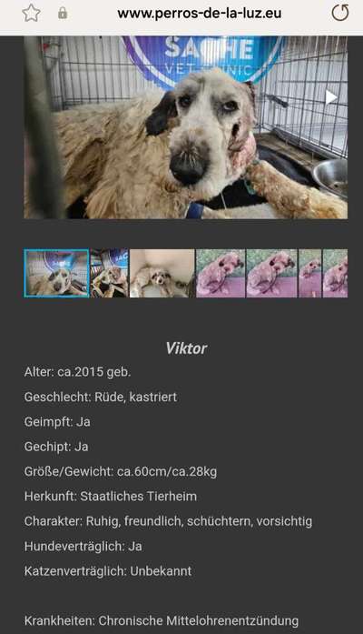 Tierschutzhunde suchen ein Zuhause-Beitrag-Bild