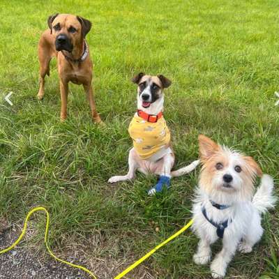 Tierschutzhunde suchen ein Zuhause-Beitrag-Bild