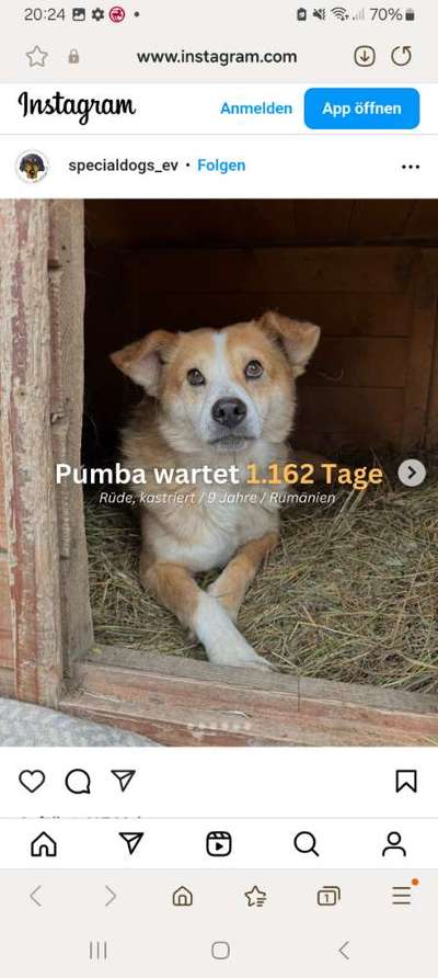 Tierschutzhunde suchen ein Zuhause-Beitrag-Bild