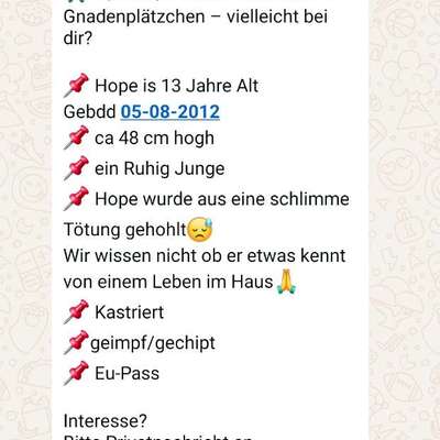 Tierschutzhunde suchen ein Zuhause-Beitrag-Bild