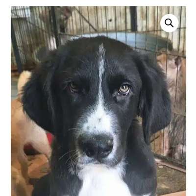 Tierschutzhunde suchen ein Zuhause-Beitrag-Bild