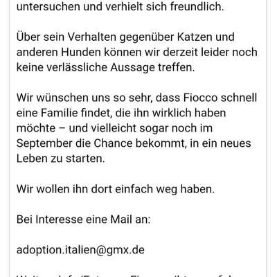 Tierschutzhunde suchen ein Zuhause-Beitrag-Bild