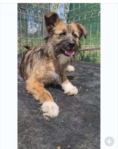 Tierschutzhunde suchen ein Zuhause-Beitrag-Bild