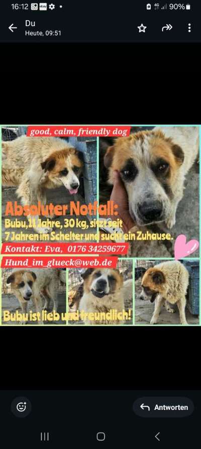 Tierschutzhunde suchen ein Zuhause-Beitrag-Bild