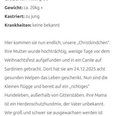 Tierschutzhunde suchen ein Zuhause-Beitrag-Bild