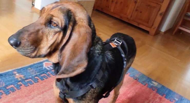 Seltene Rassen!-Beitrag-Bild