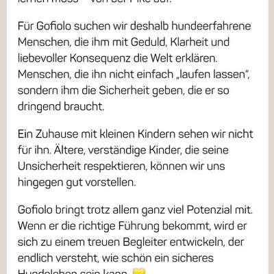 Tierschutzhunde suchen ein Zuhause-Beitrag-Bild
