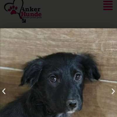 Tierschutzhunde suchen ein Zuhause-Beitrag-Bild