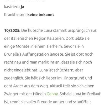 Tierschutzhunde suchen ein Zuhause-Beitrag-Bild