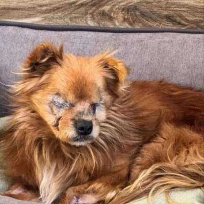 Tierschutzhunde suchen ein Zuhause-Beitrag-Bild