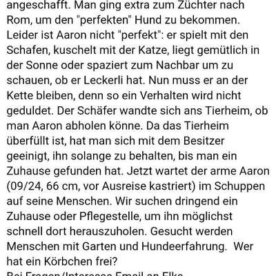 Tierschutzhunde suchen ein Zuhause-Beitrag-Bild