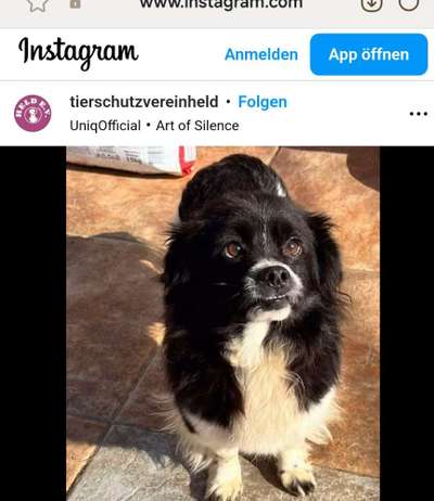 Tierschutzhunde suchen ein Zuhause-Beitrag-Bild