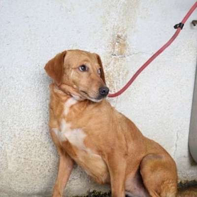 Tierschutzhunde suchen ein Zuhause-Beitrag-Bild