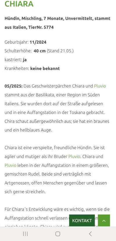 Tierschutzhunde suchen ein Zuhause-Beitrag-Bild