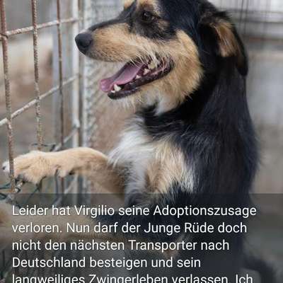 Tierschutzhunde suchen ein Zuhause-Beitrag-Bild