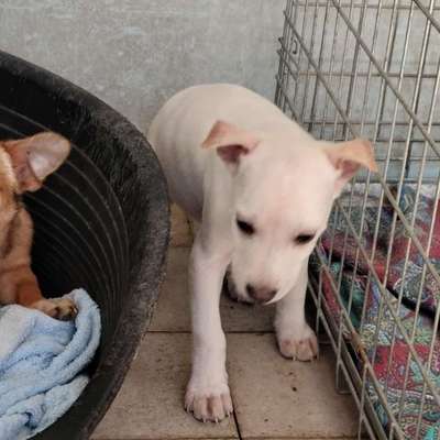 Tierschutzhunde suchen ein Zuhause-Beitrag-Bild