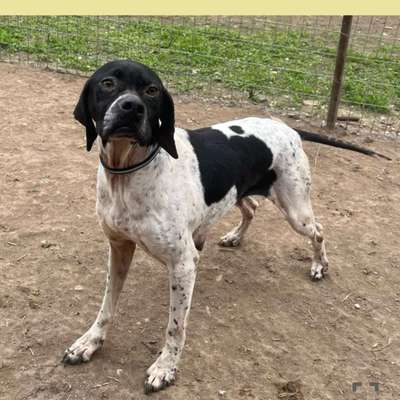 Tierschutzhunde suchen ein Zuhause-Beitrag-Bild