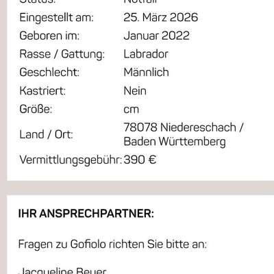 Tierschutzhunde suchen ein Zuhause-Beitrag-Bild