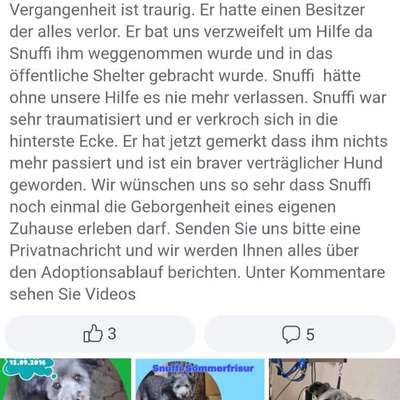 Tierschutzhunde suchen ein Zuhause-Beitrag-Bild