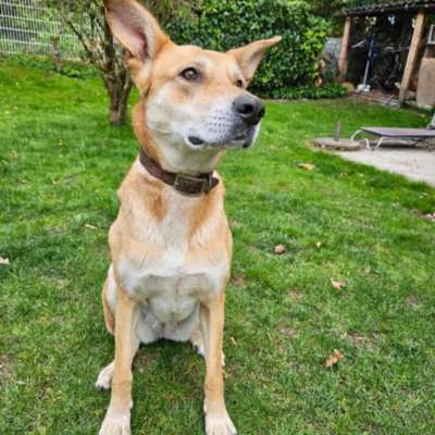 Tierschutzhunde suchen ein Zuhause-Beitrag-Bild