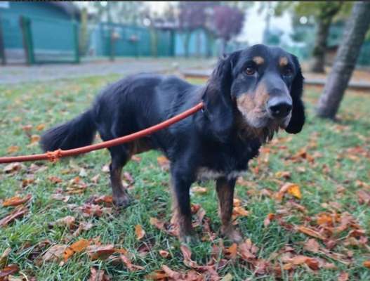 Tierschutzhunde suchen ein Zuhause-Beitrag-Bild