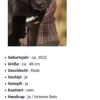 Tierschutzhunde suchen ein Zuhause-Beitrag-Bild