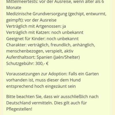 Tierschutzhunde suchen ein Zuhause-Beitrag-Bild