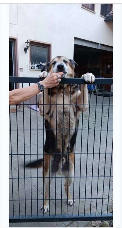 Tierschutzhunde suchen ein Zuhause-Beitrag-Bild