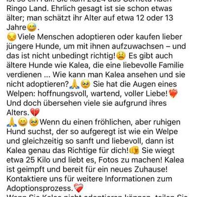 Tierschutzhunde suchen ein Zuhause-Beitrag-Bild