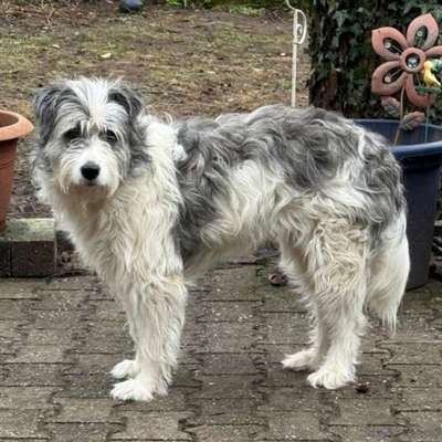 Tierschutzhunde suchen ein Zuhause-Beitrag-Bild