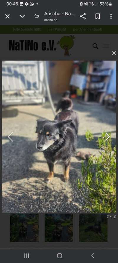 Tierschutzhunde suchen ein Zuhause-Beitrag-Bild