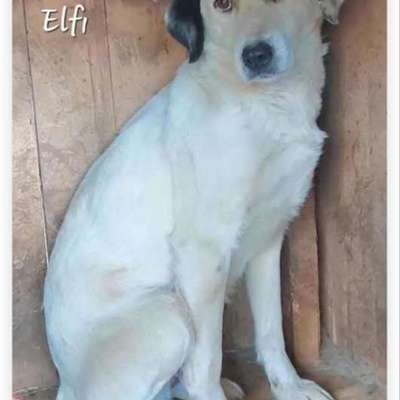 Tierschutzhunde suchen ein Zuhause-Beitrag-Bild