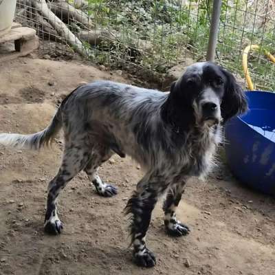 Tierschutzhunde suchen ein Zuhause-Beitrag-Bild