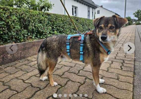 Tierschutzhunde suchen ein Zuhause-Beitrag-Bild