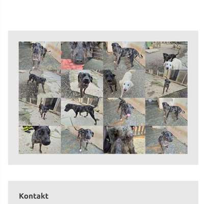 Tierschutzhunde suchen ein Zuhause-Beitrag-Bild