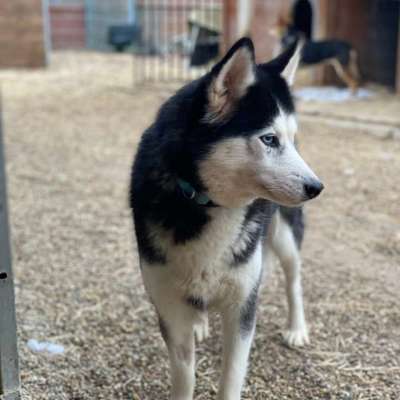 Tierschutzhunde suchen ein Zuhause-Beitrag-Bild