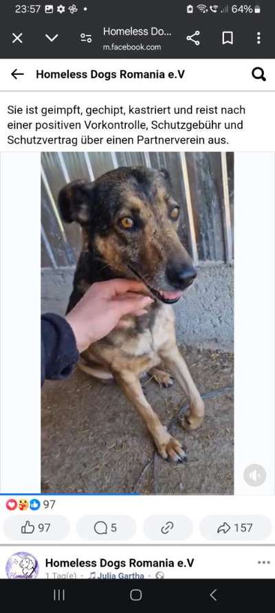 Tierschutzhunde suchen ein Zuhause-Beitrag-Bild