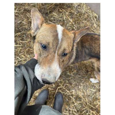 Tierschutzhunde suchen ein Zuhause-Beitrag-Bild