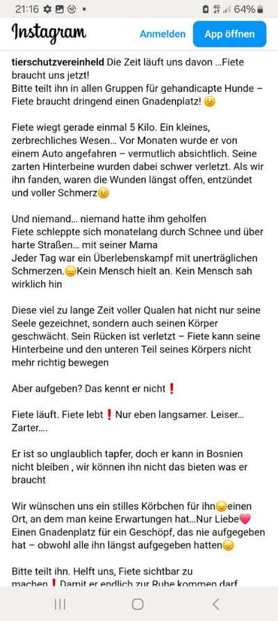 Tierschutzhunde suchen ein Zuhause-Beitrag-Bild