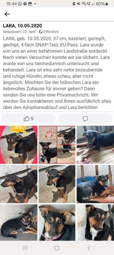 Tierschutzhunde suchen ein Zuhause-Beitrag-Bild