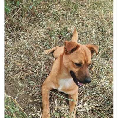 Tierschutzhunde suchen ein Zuhause-Beitrag-Bild