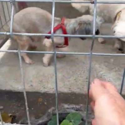 Tierschutzhunde suchen ein Zuhause-Beitrag-Bild