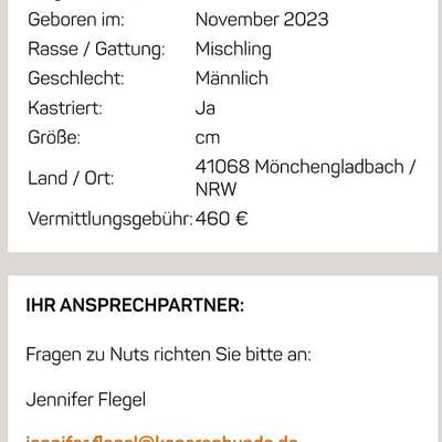 Tierschutzhunde suchen ein Zuhause-Beitrag-Bild