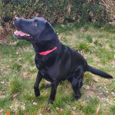 Tierschutzhunde suchen ein Zuhause-Beitrag-Bild