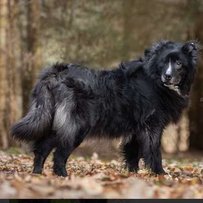 Tierschutzhunde suchen ein Zuhause-Beitrag-Bild