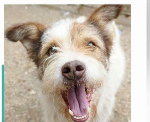 Tierschutzhunde suchen ein Zuhause-Beitrag-Bild