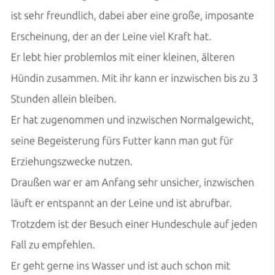 Tierschutzhunde suchen ein Zuhause-Beitrag-Bild